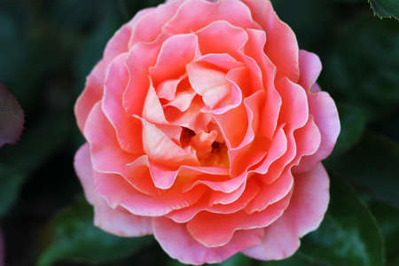 Fresh pink rose at a garden close-up.の写真素材