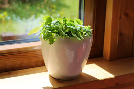 Melissa officinalis or lemon mint herb growing in pot on a window sill in a house.の写真素材