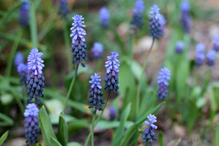 View of muscari latifolia at a garden.の写真素材