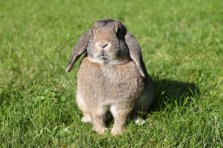 Brown Lop-earred rabbit on spring green grass background.の写真素材