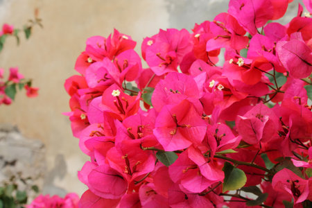 Pink bougainvillea flowers on a stone wall background.