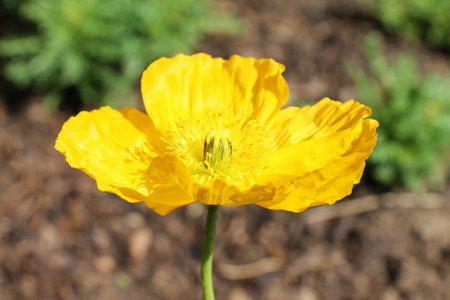 Oreomecon nudicaulis, Papaver nudicaule, the Iceland poppy is a boreal flowering plant. Yellow flower growth in the garden.の写真素材