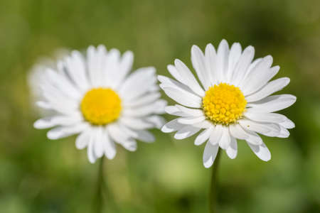 White daisy growing in summer field. Bellis perennis small flower growth in green grass close up, selective focusの写真素材