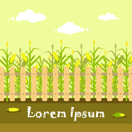 Vector yellow cornfield with fence in flat style. Ripe corn vegetable, corncobs, farming harvesting design elements. Farm landscapeのイラスト素材