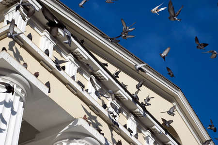 pigeons on church and flying pigeons on city sky backgroundの写真素材