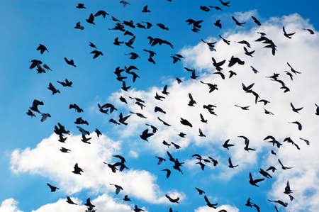 many flying pigeons on sky backgroundの写真素材