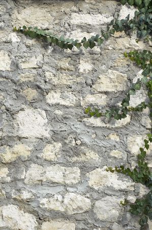 ivy on limestone and cement wall backgroundの写真素材