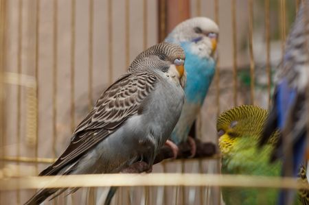 Several small sleeping budgerigars in the cageの写真素材