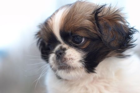 White, black and brown pekingese puppy. Selective focus.