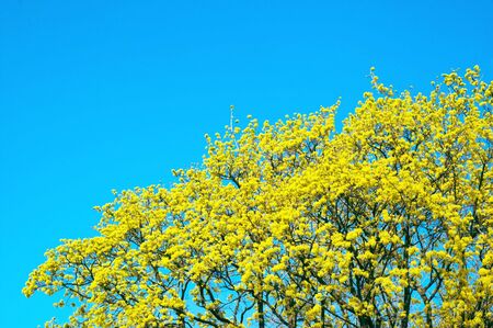 yellow-green maple tree blossoms on the clear blue sky backgroundの写真素材