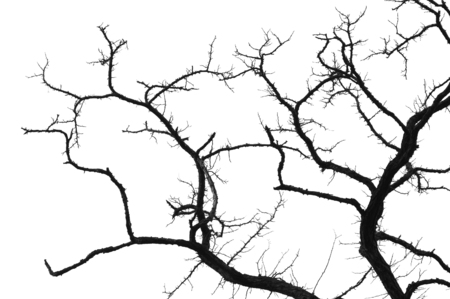monochrome dead tree silhouette isolated on white
