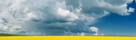 panoramic view of flowering rape field with cloudy skyの写真素材