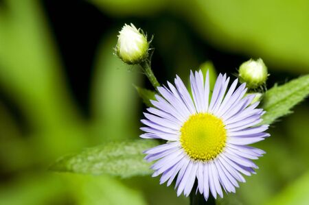 daisy flower macro shot, selective focusの写真素材