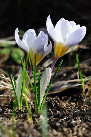 Beautiful spring white crocus flowers at groundの写真素材