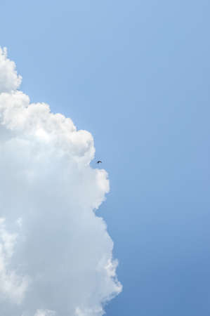 small swallow in deep blue sky