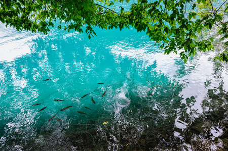 Extremely clear water of Plitvice Lakes, Croatia. Rainy day.の写真素材