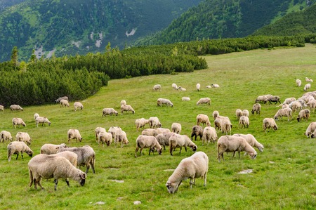 Sheep herds at alpine pastures in Retezat National Park, Carpathians, Romania.の写真素材