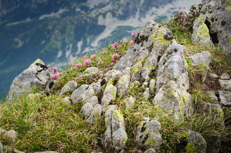 Rhododendron flowers of Retezat National Park mountains at summer in South Carpatians, Transylvania, Romania, Europe. Selective focus.の写真素材