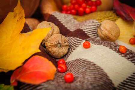 Romantic autumn still life with walnuts, berries and leaves on plaid, selective focusの写真素材
