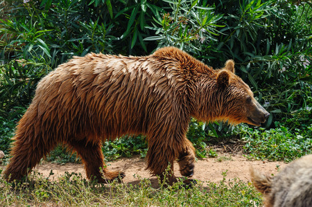 Brown european bear with wet fur in zoo standing at ground
