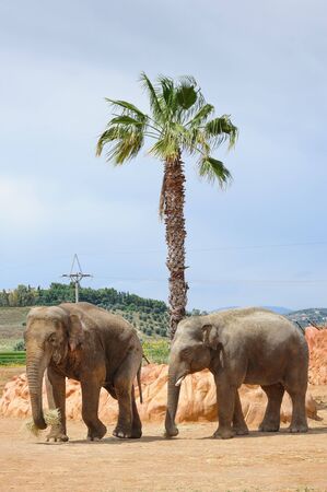 Two asian elephants and palm tree in Athans zooの写真素材