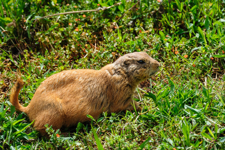 Brown furry gopher or marmot at green meadowの写真素材