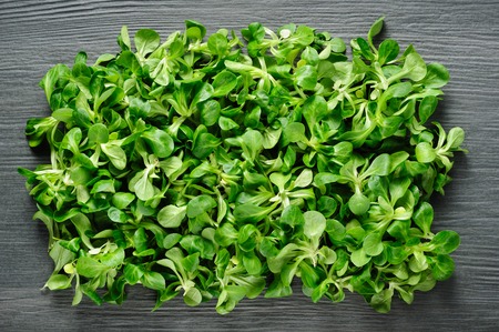 Green background made of corn salad valeriana at dark stone