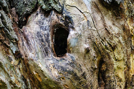 hollow hole in a treeの写真素材