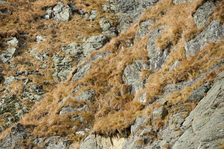 natural rock with dried grassの写真素材