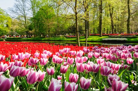 Flower beds of Keukenhof Gardens in Lisse, Netherlandsのeditorial素材