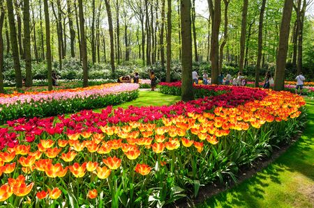 Flower beds of Keukenhof Gardens in Lisse, Netherlandsのeditorial素材