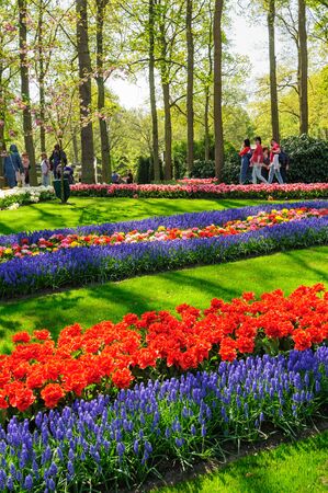 Flower beds of Keukenhof Gardens in Lisse, Netherlandsのeditorial素材