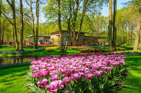 Flower beds of Keukenhof Gardens in Lisse, Netherlandsのeditorial素材