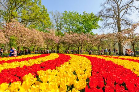 Flower beds of Keukenhof Gardens in Lisse, Netherlandsのeditorial素材
