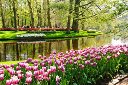 Flower beds of Keukenhof Gardens in Lisse, Netherlandsのeditorial素材