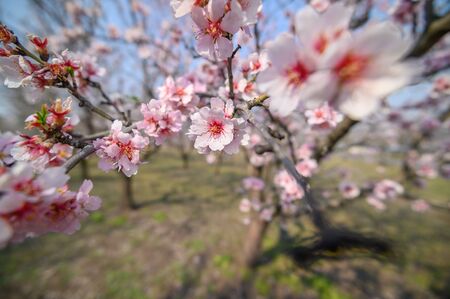 Macro closeup of blooming almond tree pink flowers during springtimeの写真素材