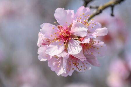 Macro closeup of blooming almond tree pink flowers during springtimeの写真素材
