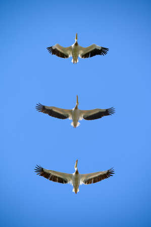Pelicans flying right above in the blue skyの写真素材