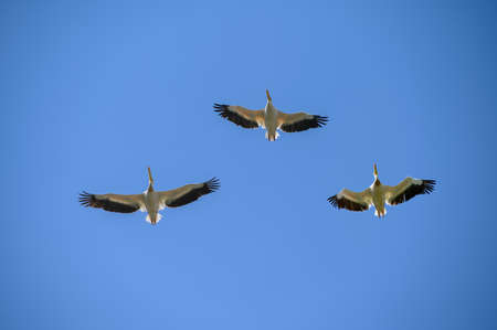Pelicans flying right above in the blue skyの写真素材