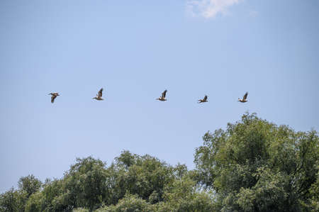 Pelicans flying above th trees in the blue sky