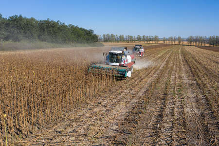 Harvesting of sunflower seeds, aerial viewの写真素材
