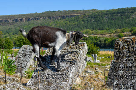 Domestic goat at ancient Jewish cemetery in Vadul liu Rascov in Moldovaのeditorial素材