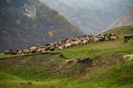 Hills landscape with grazing sheeps flock, Moldovaの写真素材