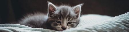 A kitten sleeping on top of a blanket. Generative AI image.の素材