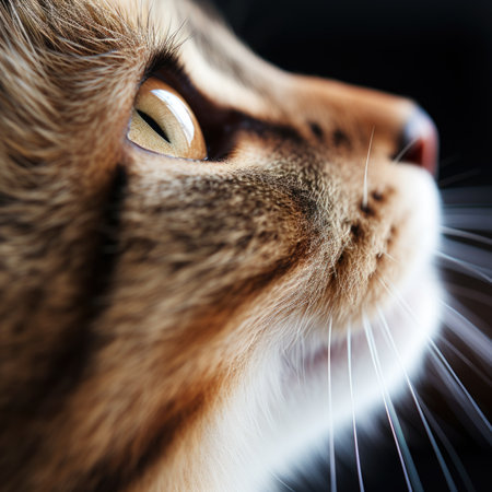 A close up of a cats face looking upward, AIの素材
