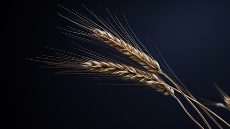 A close up of a bunch of wheat on the ground, AIの素材