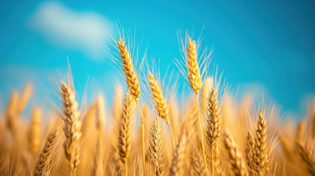 A close up of a field full of ripe wheat, AIの素材