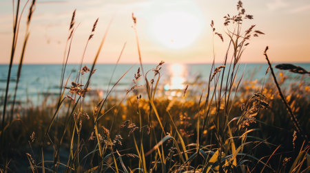 A field of tall grass with the sun setting in front, AIの素材