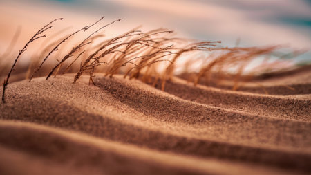 A close up of a bunch of grasses on top of sand, AIの素材