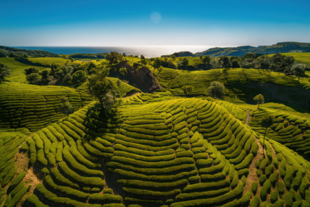 A view of a lush green tea plantation with hills and trees, AIの素材
